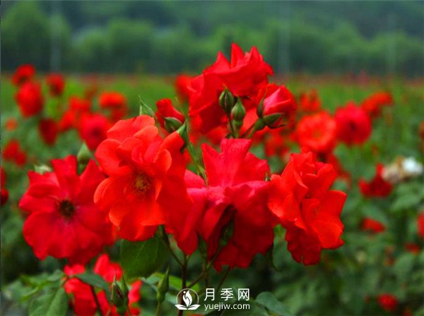 杭州高架“網紅月季花”都有那些品種？(圖2)