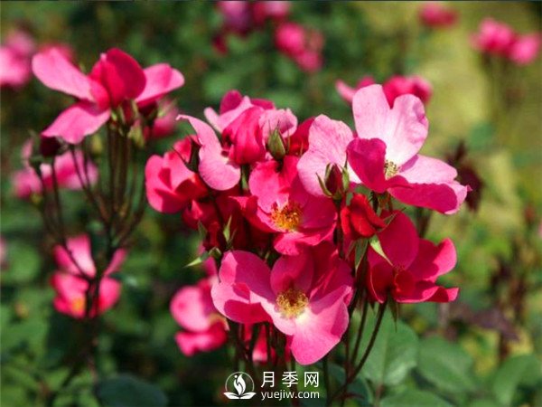 杭州高架“網紅月季花”都有那些品種？(圖6)