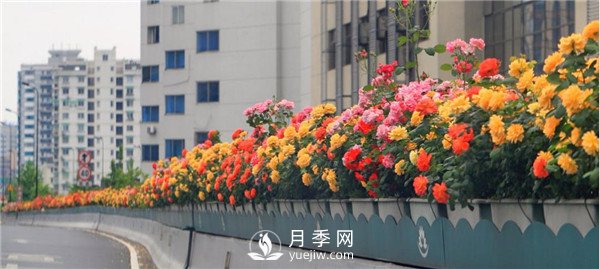 是什么造就了杭州高架月季的美麗？(圖3)