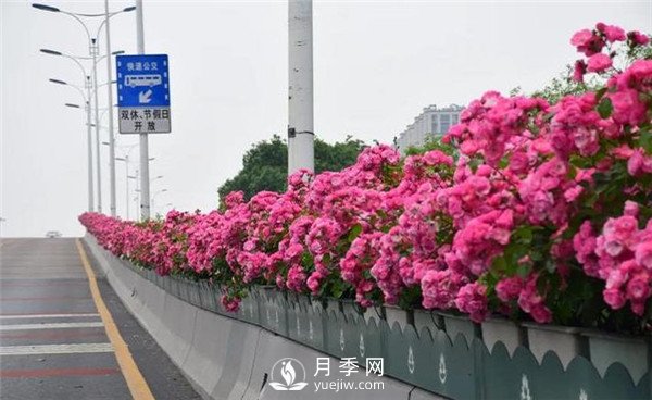 是什么造就了杭州高架月季的美麗？(圖1)