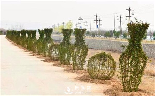 渭南引進(jìn)南陽(yáng)月季，強(qiáng)勢(shì)打造馬趵泉景區(qū)景觀美化帶(圖4)