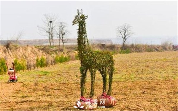 渭南引進(jìn)南陽(yáng)月季，強(qiáng)勢(shì)打造馬趵泉景區(qū)景觀美化帶(圖5)