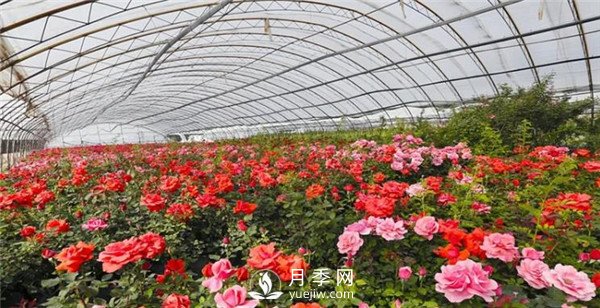 趙世偉：期待南陽，做走向世界的月季先行者！(圖1)