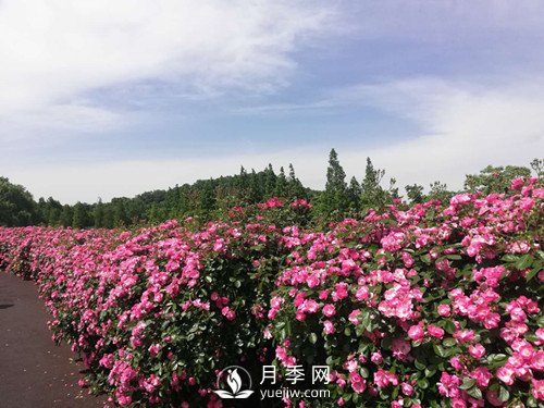 國內“安吉拉”月季花墻 有多長？(圖1)