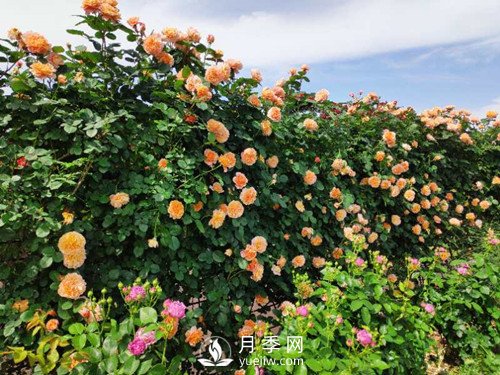 國內“安吉拉”月季花墻 有多長？(圖2)