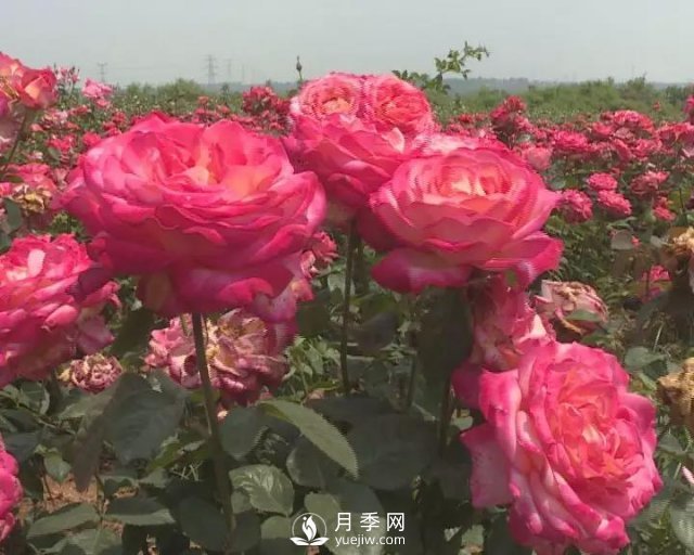 洛陽(yáng)孟津縣：以月季花為媒鋪就扶貧路(圖1)