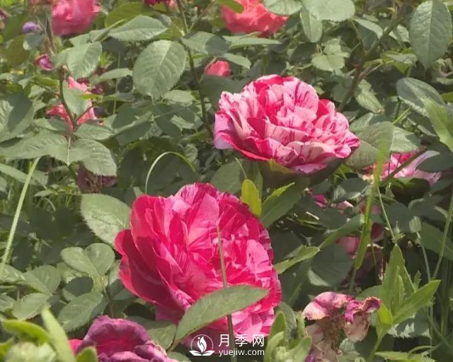 洛陽(yáng)孟津縣：以月季花為媒鋪就扶貧路(圖2)