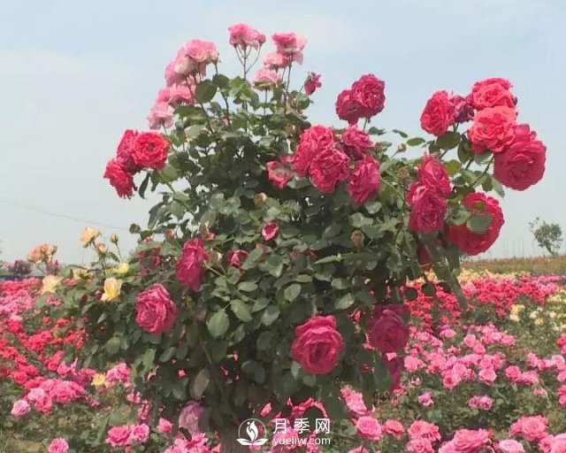 洛陽(yáng)孟津縣：以月季花為媒鋪就扶貧路(圖3)