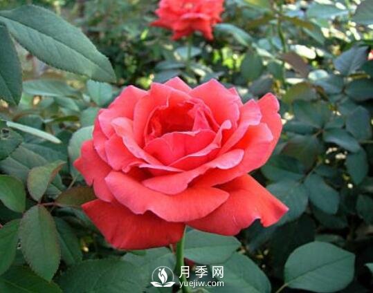 冬季如何管理南陽(yáng)月季(圖1)