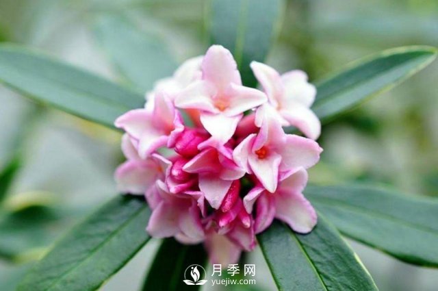 金邊瑞香，偷得百香集一身(圖1)