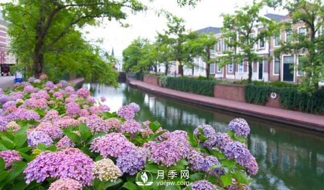 園藝初學者指南：植物光照(圖1)