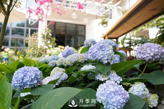 園藝初學者指南：植物光照(圖2)