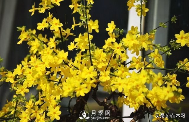 適合種在庭院中春季開花的苗木，月季讓你的庭院更美麗(圖2)