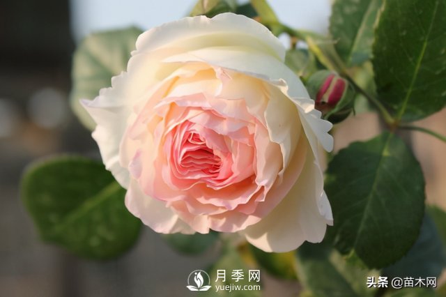 適合種在庭院中春季開花的苗木，月季讓你的庭院更美麗(圖1)