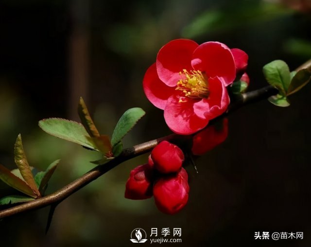 適合種在庭院中春季開花的苗木，月季讓你的庭院更美麗(圖3)