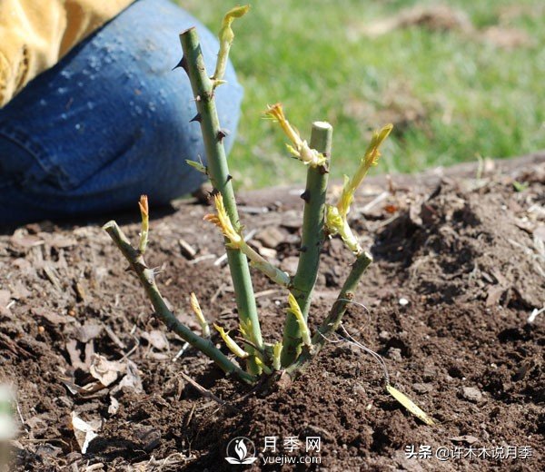月季開花多更健壯，***重要是養(yǎng)好根系，5招迅速壯根(圖2)