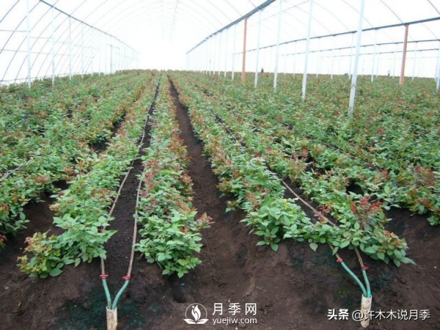 月季開花多更健壯，***重要是養(yǎng)好根系，5招迅速壯根(圖3)