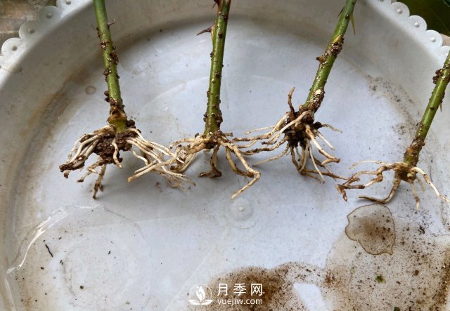 扦插生根的月季移栽以后變成黑干柴，有什么移栽技巧？(圖2)