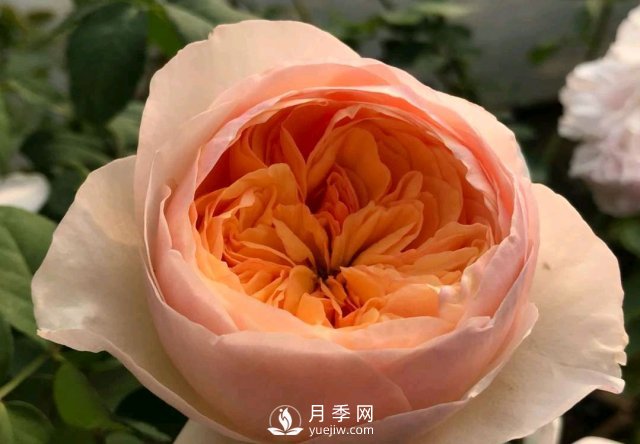 扦插生根的月季移栽以后變成黑干柴，有什么移栽技巧？(圖3)