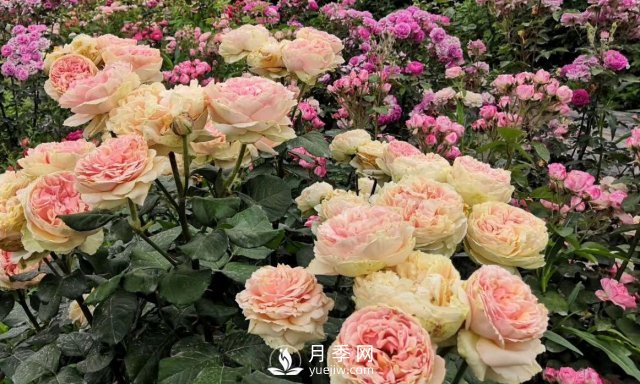 扦插生根的月季移栽以后變成黑干柴，有什么移栽技巧？(圖4)