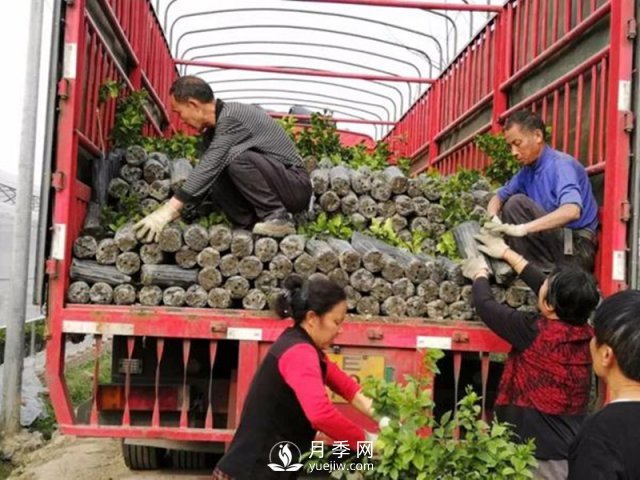 苗木運輸這樣搞，才能省錢(圖1)