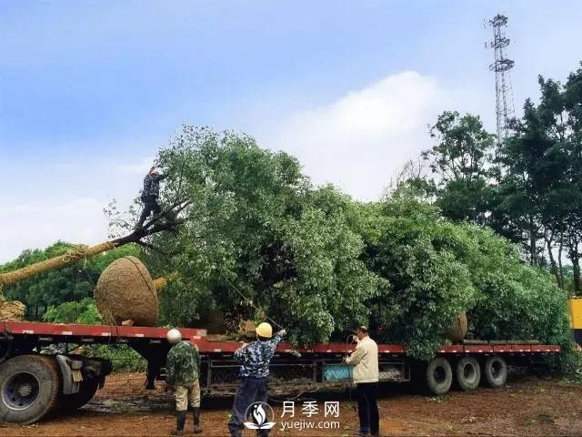 苗木旺季，想掙穩(wěn)當錢，苗木物流運輸很重要(圖1)