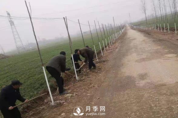南陽唐河：三個高標準推進造林綠化高質(zhì)量(圖1)