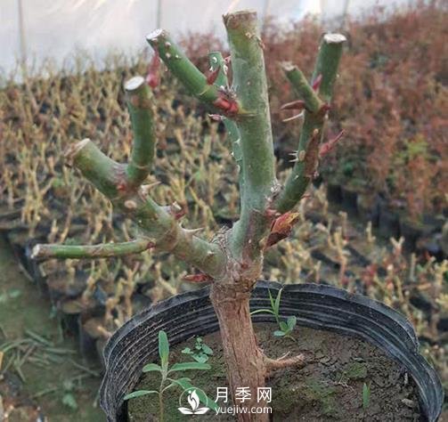 切花月季的栽培技術(shù)有哪些需要大家了解的您知道嗎？(圖1)