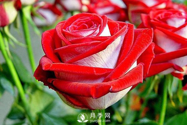 現(xiàn)代月季按開(kāi)花樣式通常分以下類型，快來(lái)看看吧(圖1)