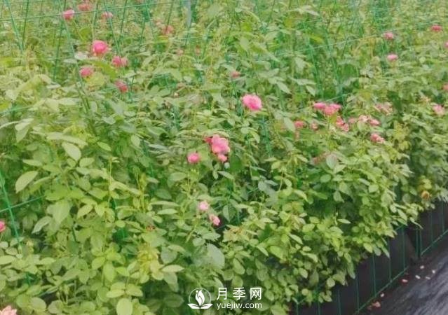 什么時候適合種月季，這樣做提高月季成活率(圖1)