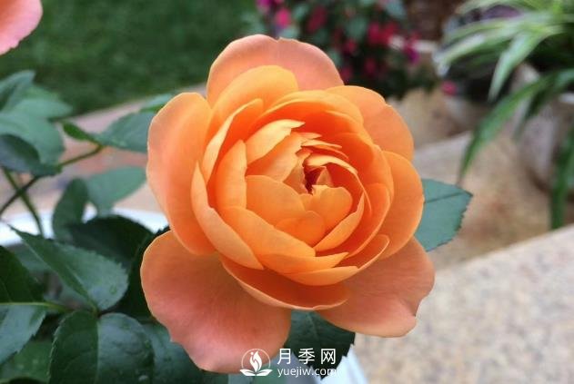看到我修剪月季，鄰居說種月季多會(huì)破財(cái)，建議全砍掉(圖1)