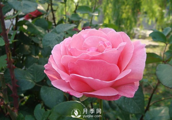 月季人稱花中皇后，盆栽月季開花的關(guān)鍵是什么？(圖1)