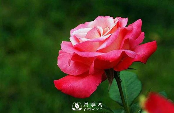 在栽培大花月季苗中，都要準(zhǔn)備些什么事情(圖1)