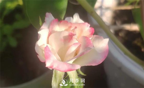 養(yǎng)殖月季要知道月季生長(zhǎng)的習(xí)性，影響月季生長(zhǎng)的因素有哪些？(圖1)