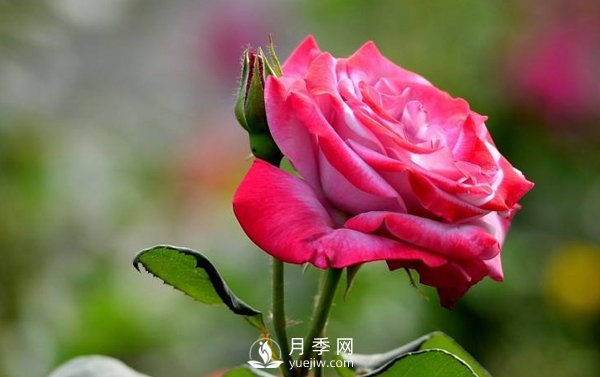 月季是一種中藥藥材嗎？有什么藥效(圖1)
