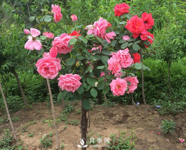 南陽(yáng)月季樹長(zhǎng)的都是啞枝，什么原因？(圖1)