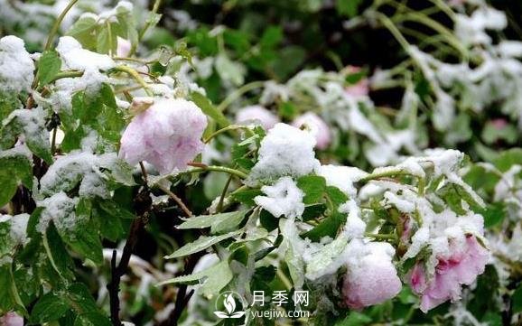 立春了，注意防護(hù)苗木倒春寒(圖1)