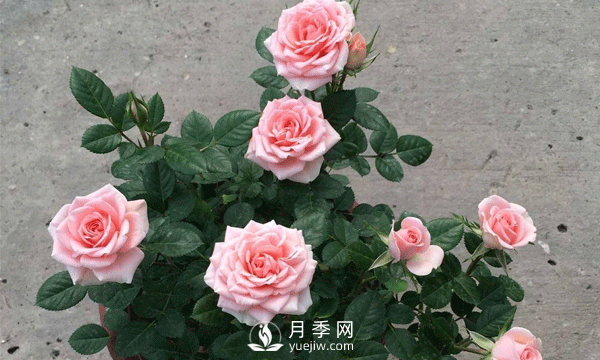現(xiàn)在發(fā)展苗木還有市場嗎？種植綠化苗木要掌握以下關(guān)鍵措施(圖2)