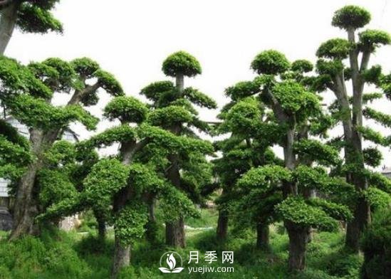 十大名貴樹木有哪些？(圖1)