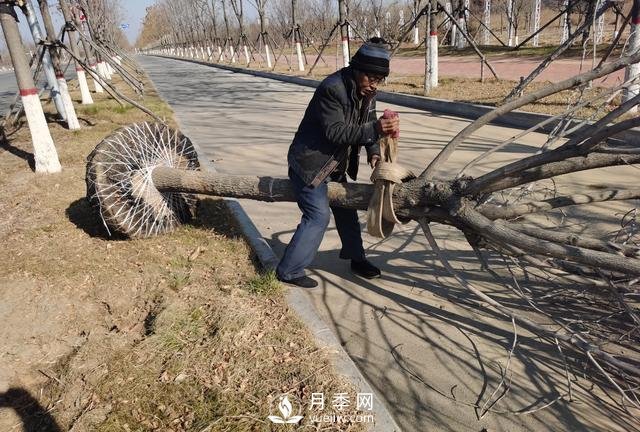 現(xiàn)在種植什么綠化苗木前景好？(圖1)