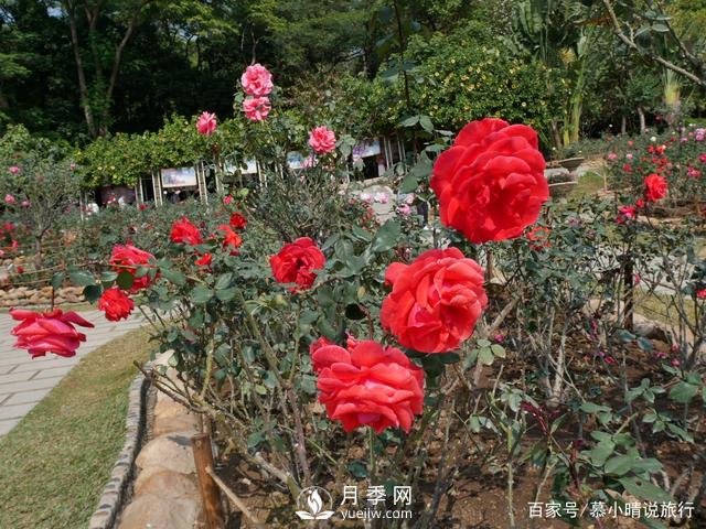 廣州“五彩繽紛”的月季花園，開滿全園，游客贊道太美了(圖2)