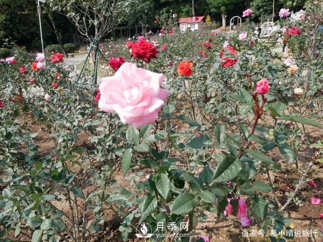 廣州“五彩繽紛”的月季花園，開滿全園，游客贊道太美了(圖4)