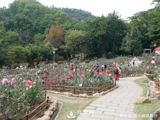 廣州“五彩繽紛”的月季花園，開滿全園，游客贊道太美了(圖3)