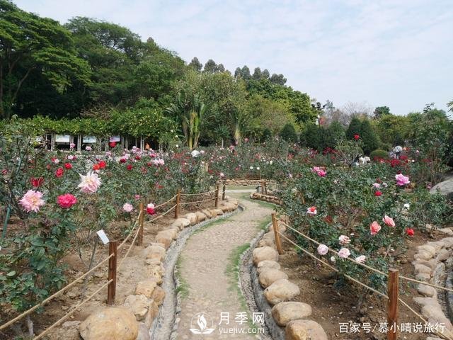 廣州“五彩繽紛”的月季花園，開滿全園，游客贊道太美了(圖1)
