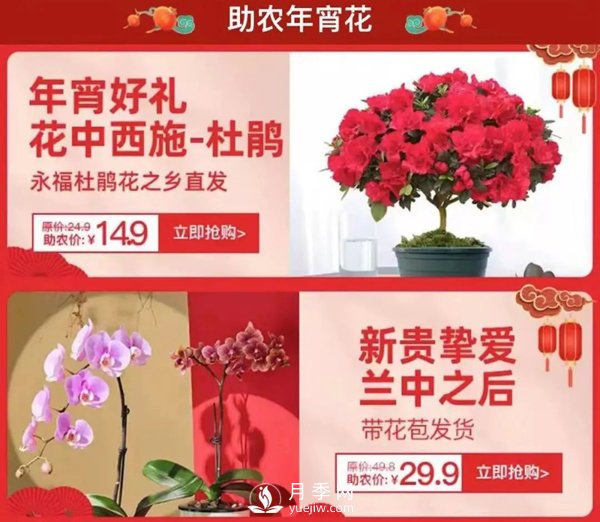 福建廣東等省年宵花遭遇滯銷(xiāo)，天貓等平臺(tái)為花農(nóng)解困(圖1)