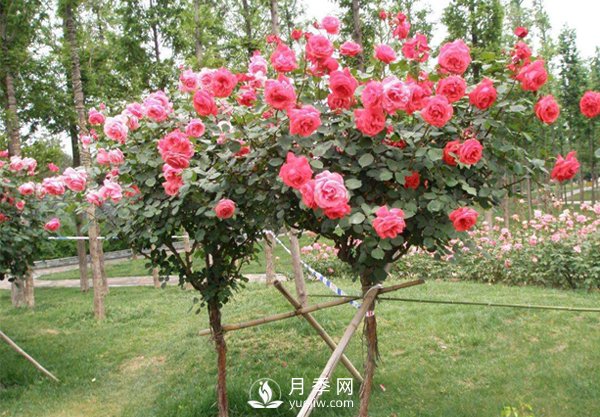 退林還耕政策高壓，苗木人該如何做(圖1)
