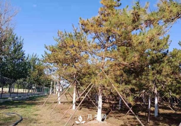松樹針葉發(fā)生干枯、落針的5個原因和解決方法(圖1)