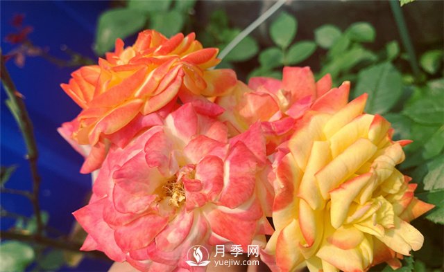 月季為什么會(huì)變色？(圖1)