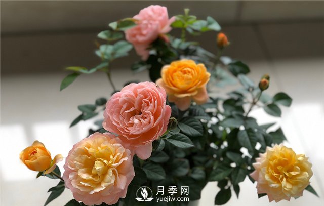 月季為什么會(huì)變色？(圖2)
