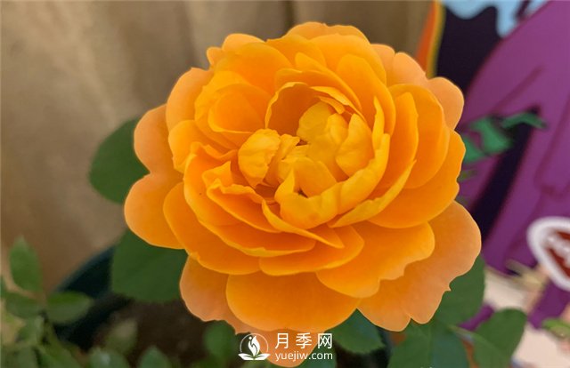 推薦5款月季品種，好看又好養(yǎng)，抗病能力強，值得擁有(圖1)
